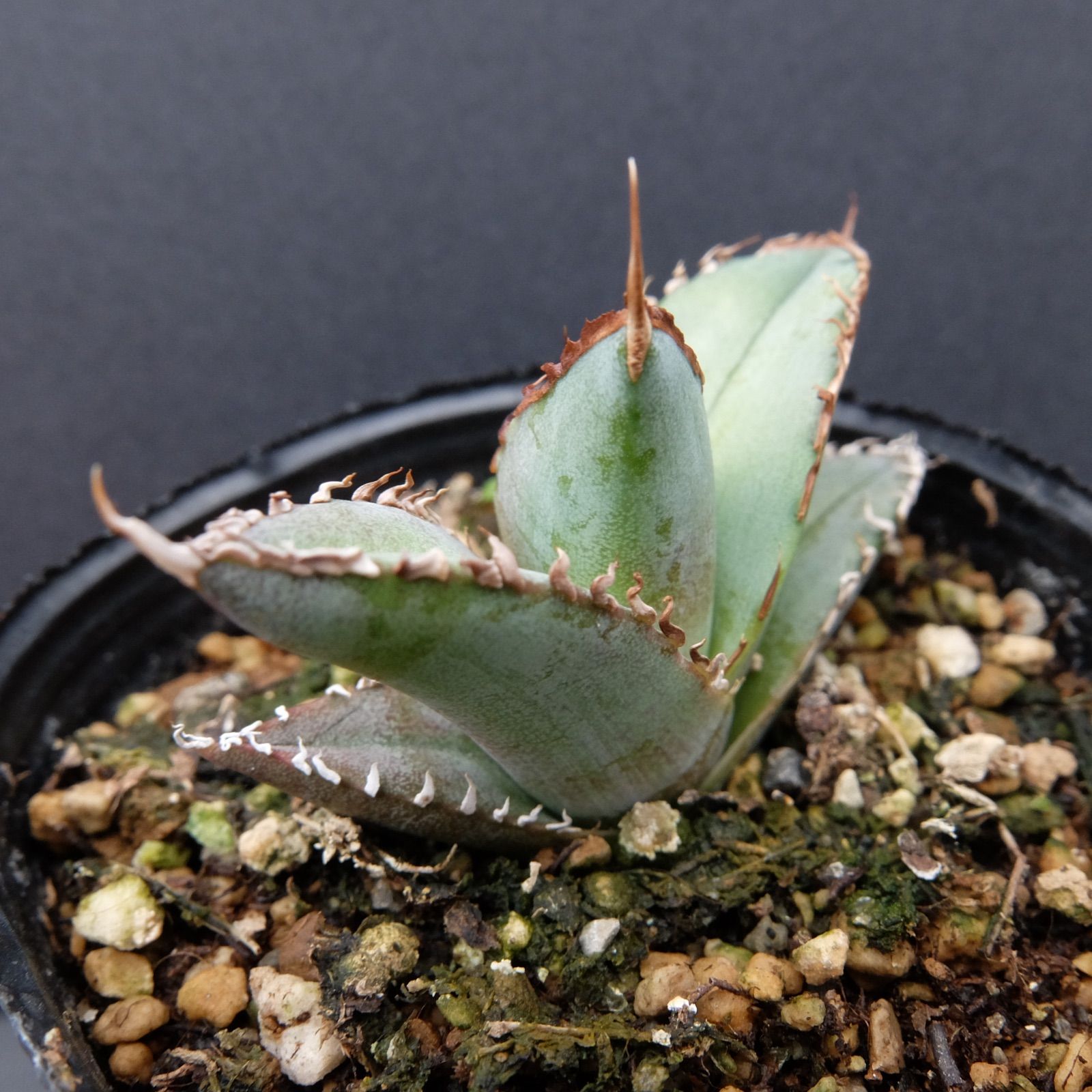 Agave Titanota 陽炎強棘☆★ アガベ　チタノタ　陽炎強棘　2株 Agave Titanota 陽炎強棘 アガベ チタノタ 陽炎強棘 - メルカリ