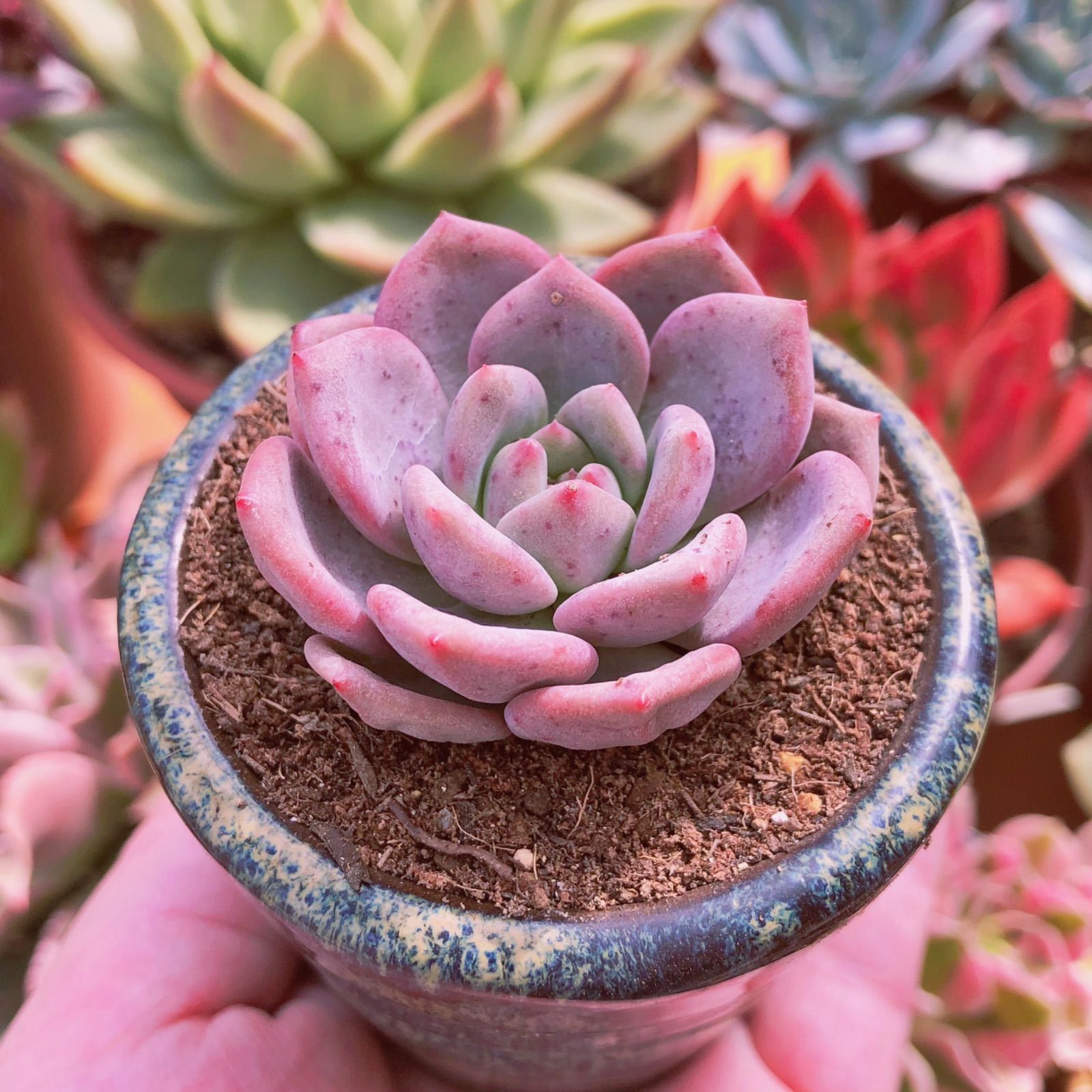 多肉植物 エアーマジック ♡アマタ♡ - 植物/観葉植物