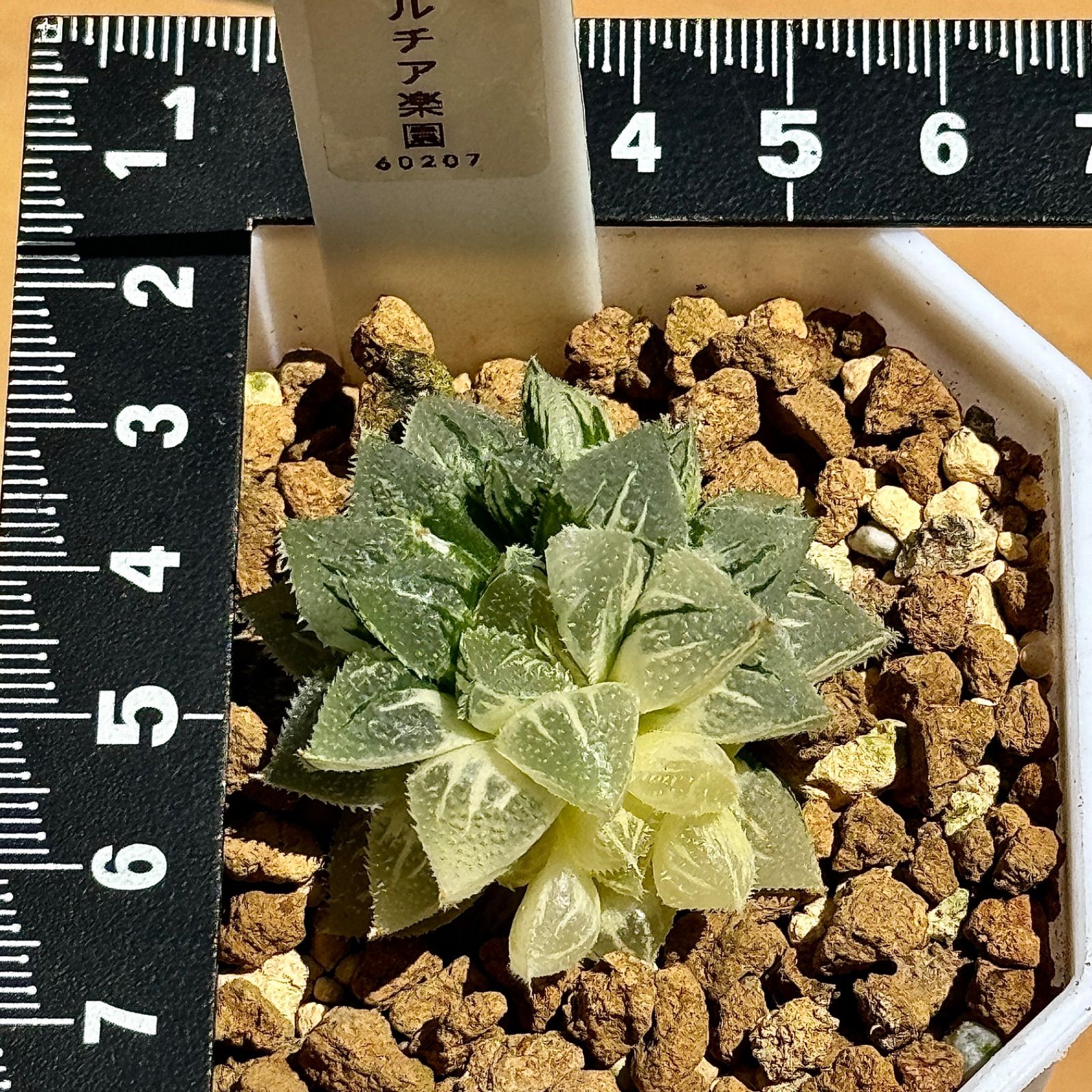 多肉植物 観葉植物 ハオルチア ハオルシア 新氷砂糖錦群生 極上斑 60207 - メルカリ