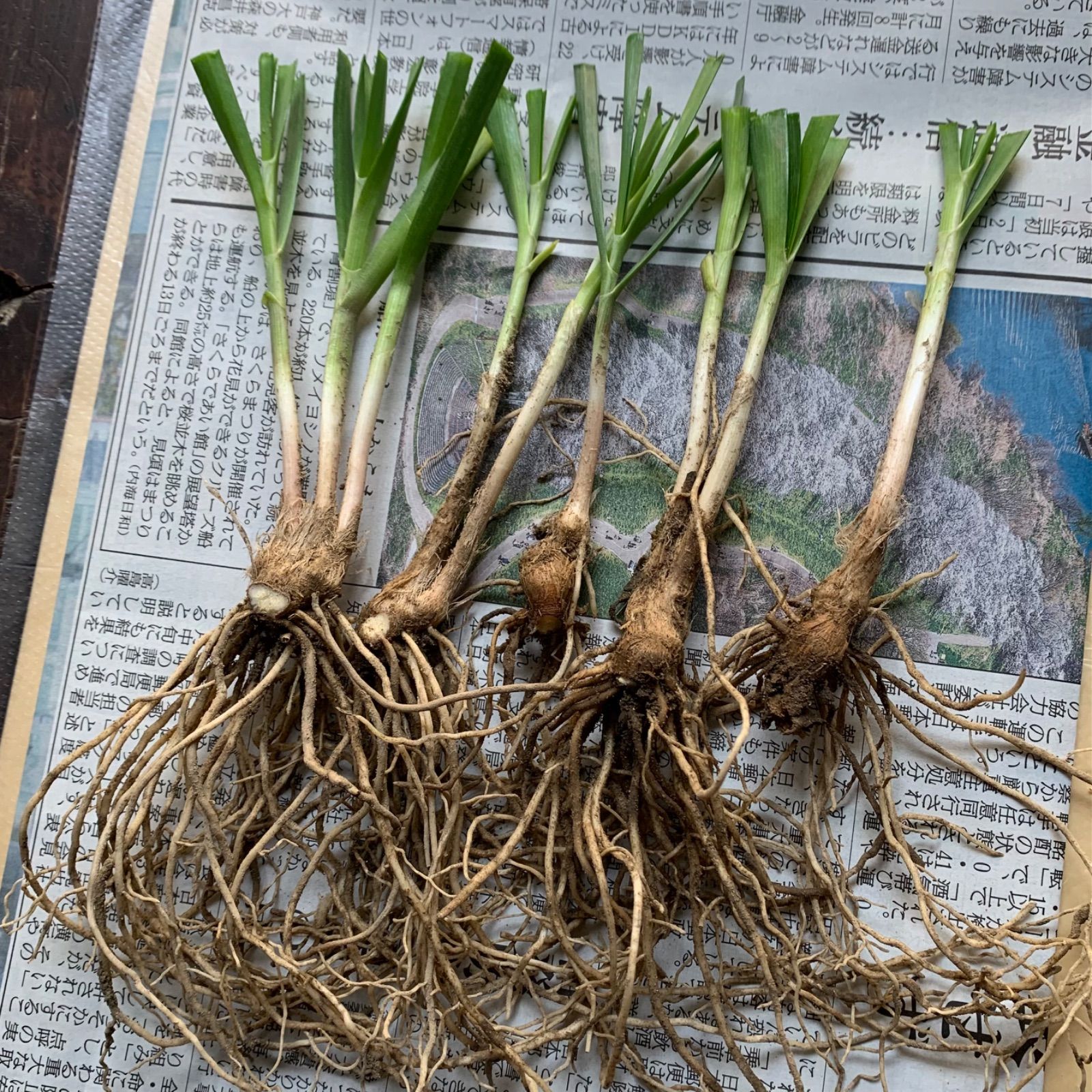 農薬不使用！根っこ付きニラ苗 約45-50g 新品 - メルカリ