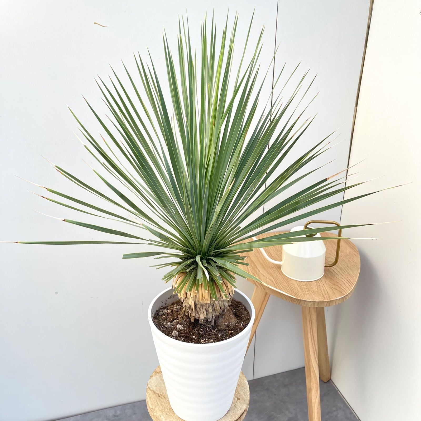 ユッカ　ロストラータ　サファイアスカイ ユッカ 4号 ロストラータ サファイアスカイズ（Yucca rostrata