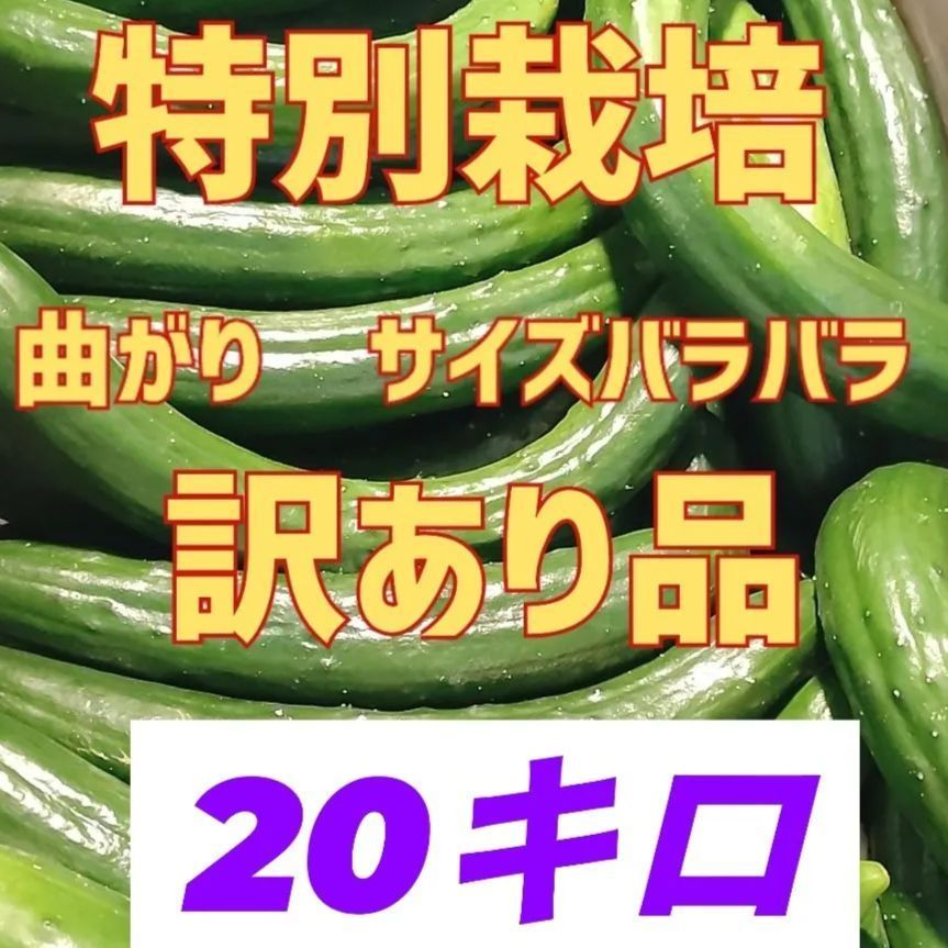 きゅうり20kg 1 訳あり】大容量20kg！規格外きゅうり 農家直送 - メルカリ