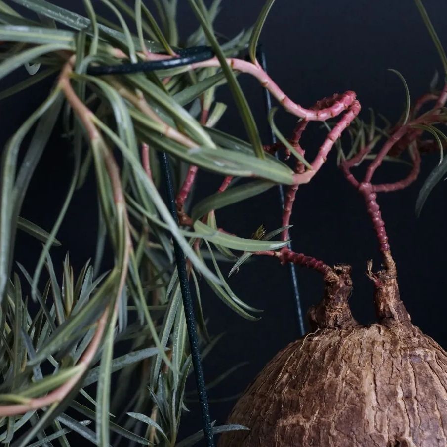 ユーフォルビア トリカデニア Euphorbia trichadenia