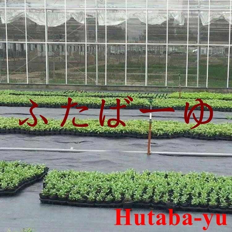 防草シート 2×100m 耐用年数3年 雑草対策防止 高透水 高耐久 高密度 防草シート 2×100m 耐用年数3年 雑草対策防止 高透水 高