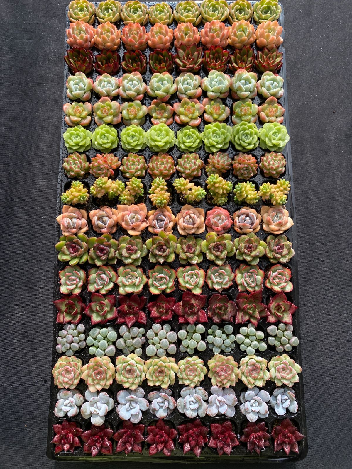 エケベリア 韓国苗