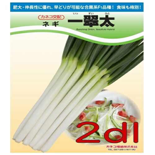 カネコ種苗 一翠太 葱 2dl 工場 ねぎ 一翠太 2dl カネコ種苗（株） :