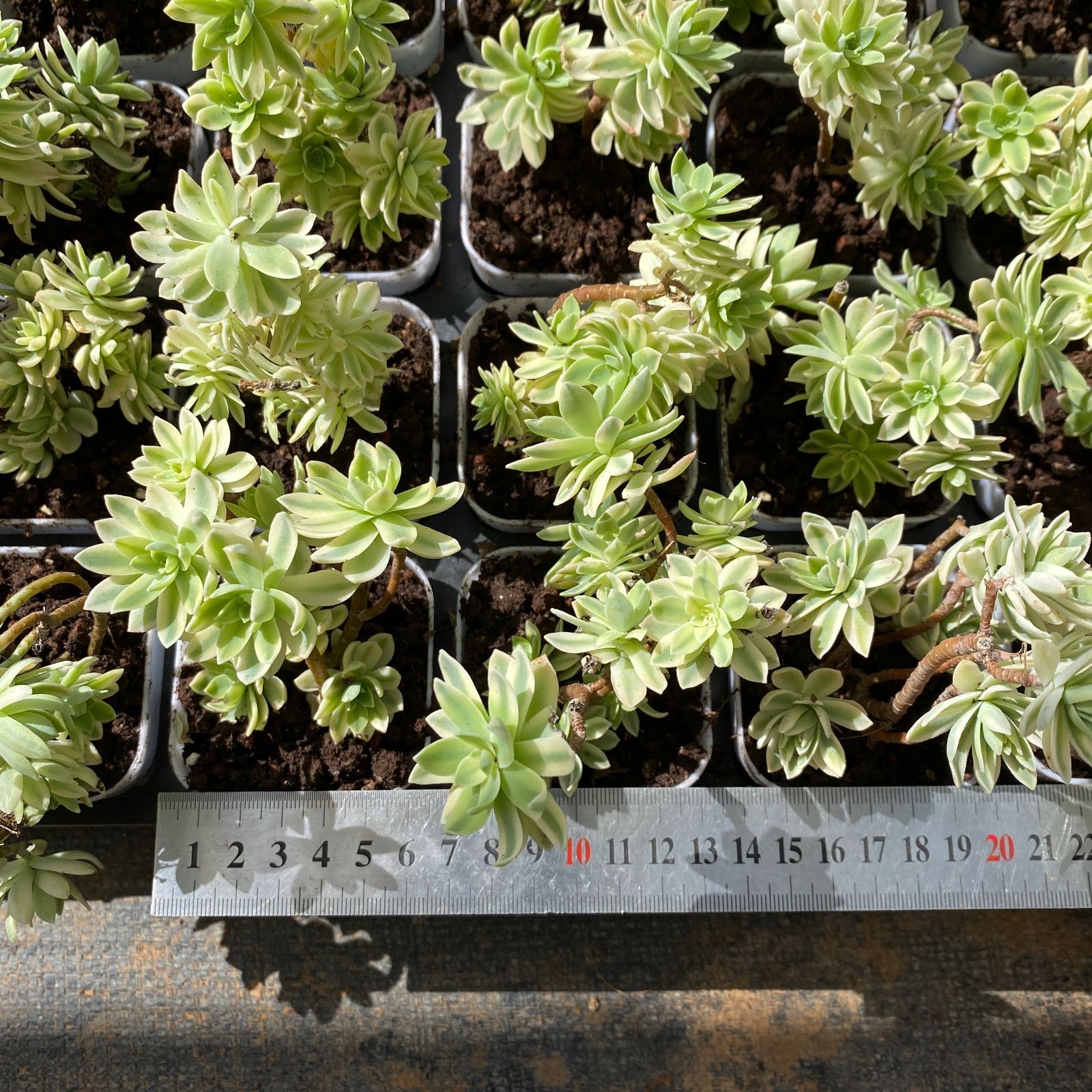 抜き苗 ボケ樹錦 ZM1521×20株 ふっくら 多肉植物 エケベリア