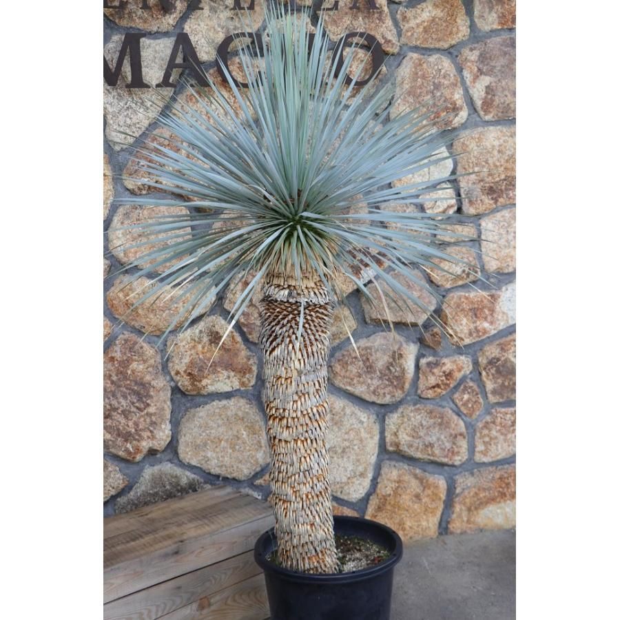 ユッカ　ロストラータ　【24-398】珍品 ユッカ ロストラータ 【24-398】珍品 観葉植物