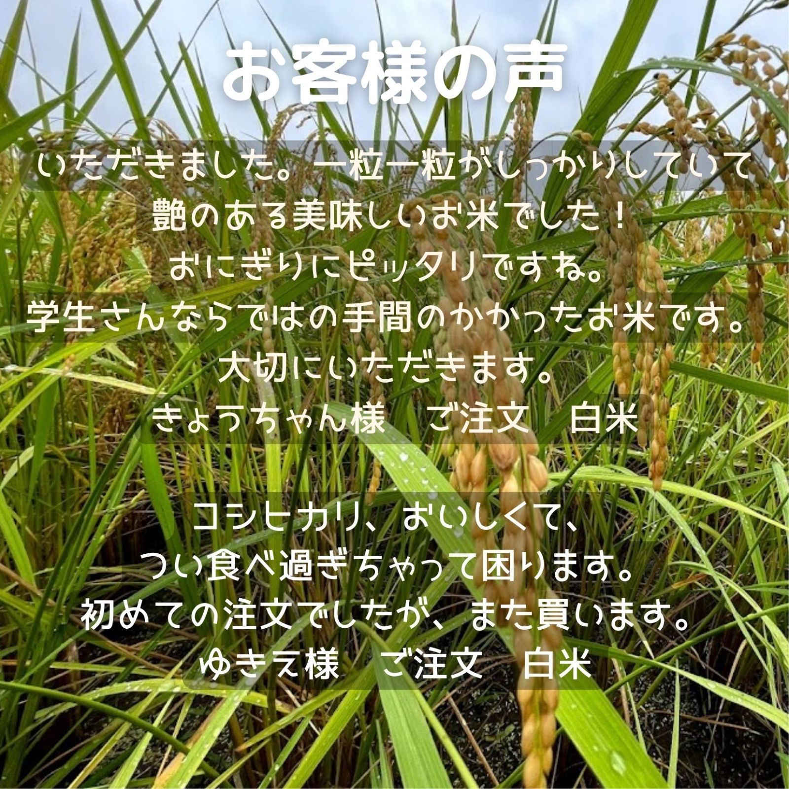 農業学校の【コシヒカリ】玄米30kg　令和4年産新米　お米　コシヒカリ30キロ-9