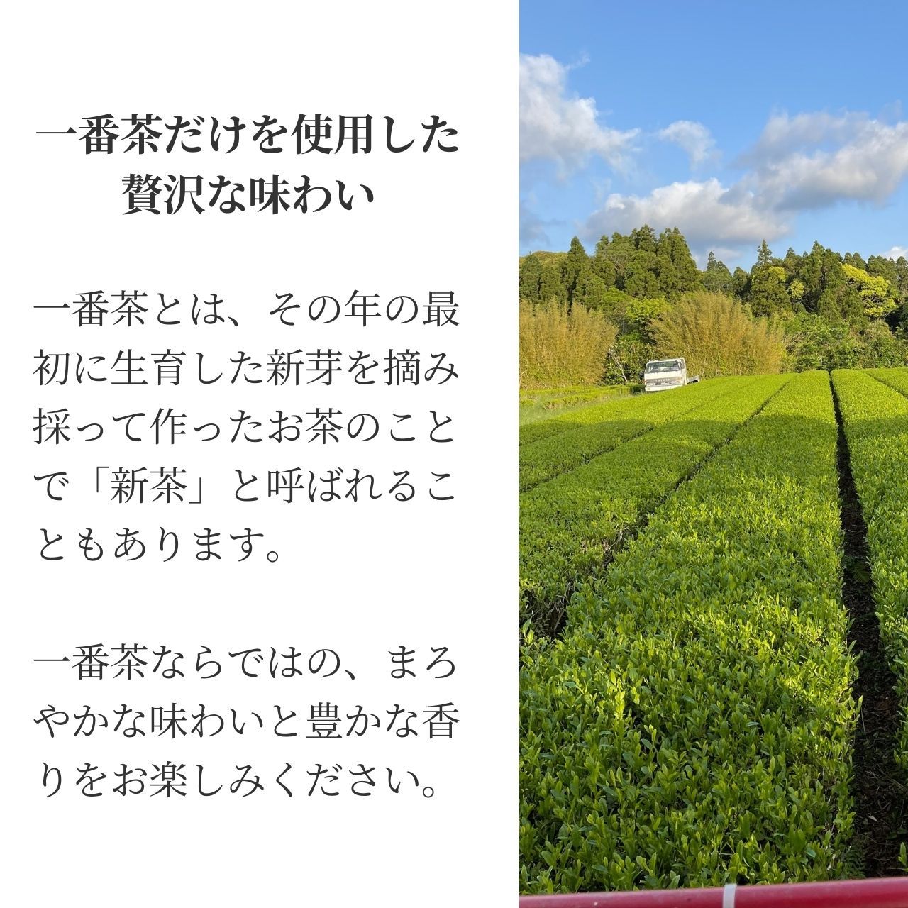 松下製茶 種子島の有機緑茶『やぶきた』 茶葉(リーフ) 100g