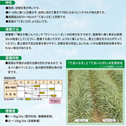 カネコ種苗 緑肥 オオムギ てまいらずE 10kg