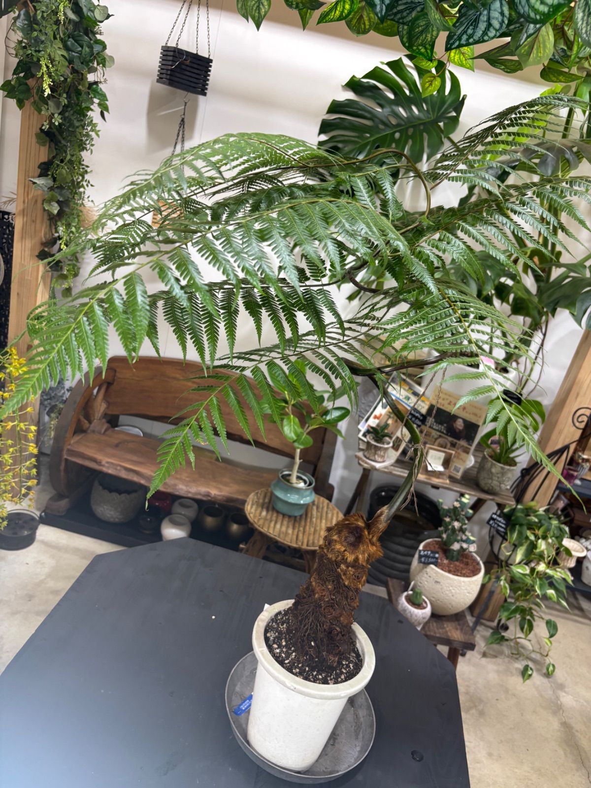 【現品】金毛狗（キンモウコウ）　6号　茶鉢（1） 現品】金毛狗（キンモウコウ） 6号 茶鉢（1）