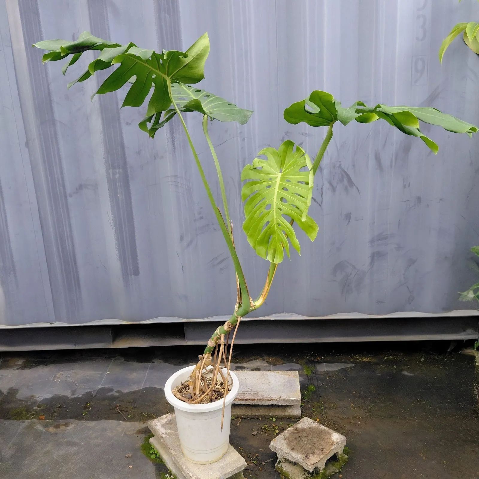現品モンステラ 根上がり || デリシオーサ || 8号鉢