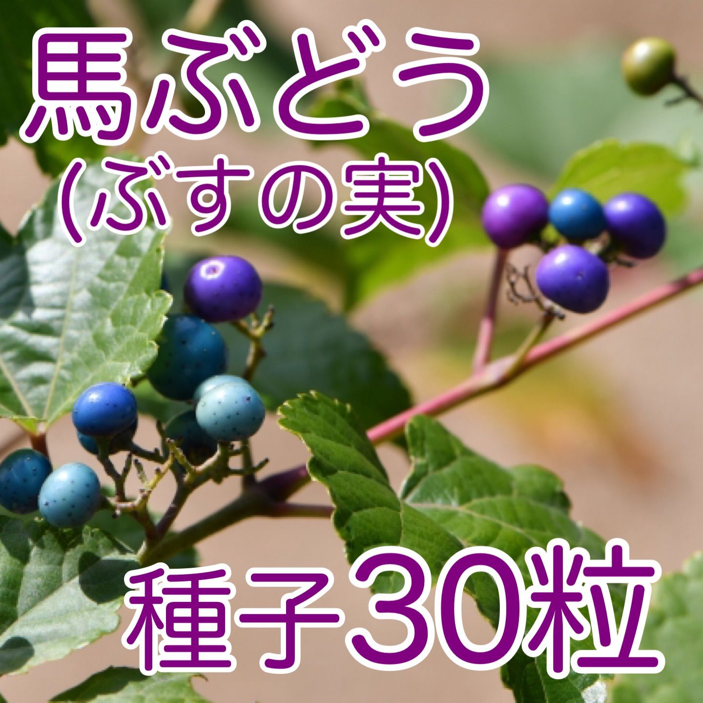 無農薬天然】馬葡萄 3kg 野葡萄酢 ブスの実 野葡萄 うまぶどう 薬膳酒