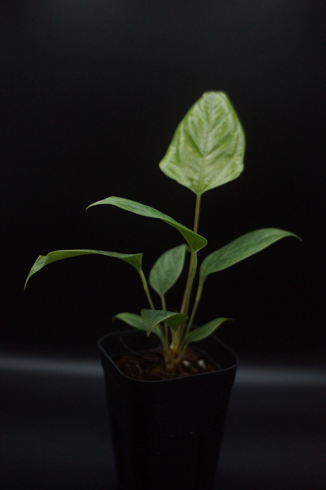 CBN アイソレート スイス産最高級グレード 50g