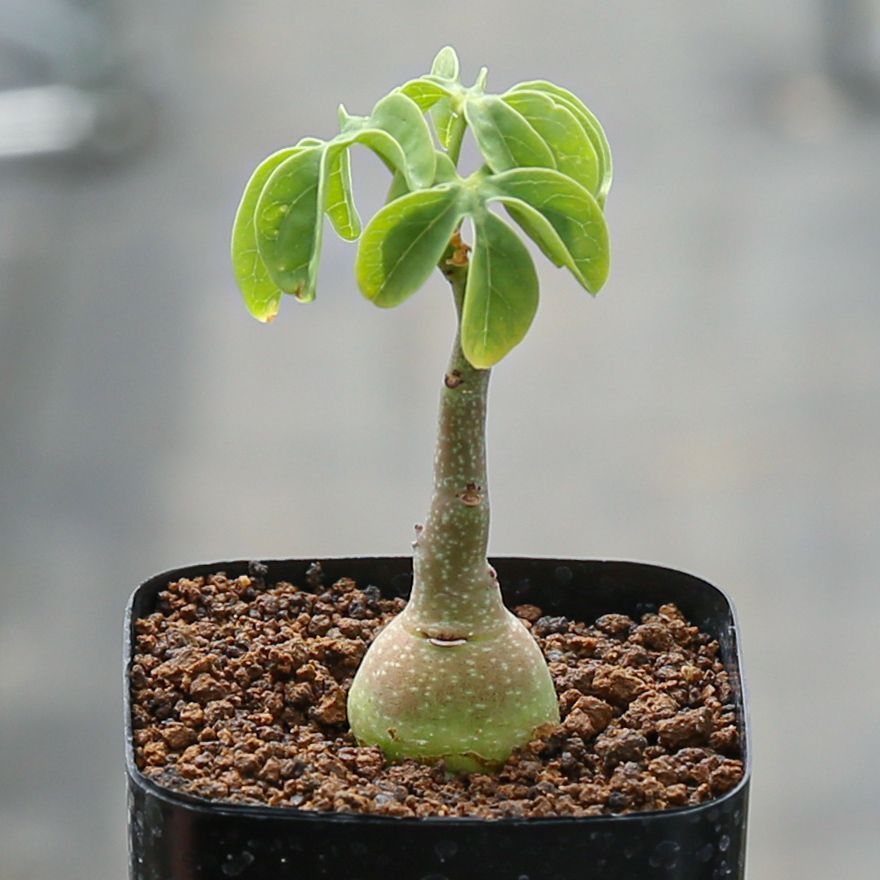 SUMMER SALE 7/4〜7/31 サイドテーブル ベッドサイド