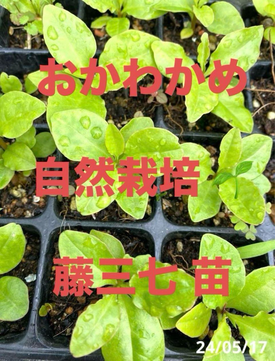 おかわかめ抜き苗 ていたし 10本