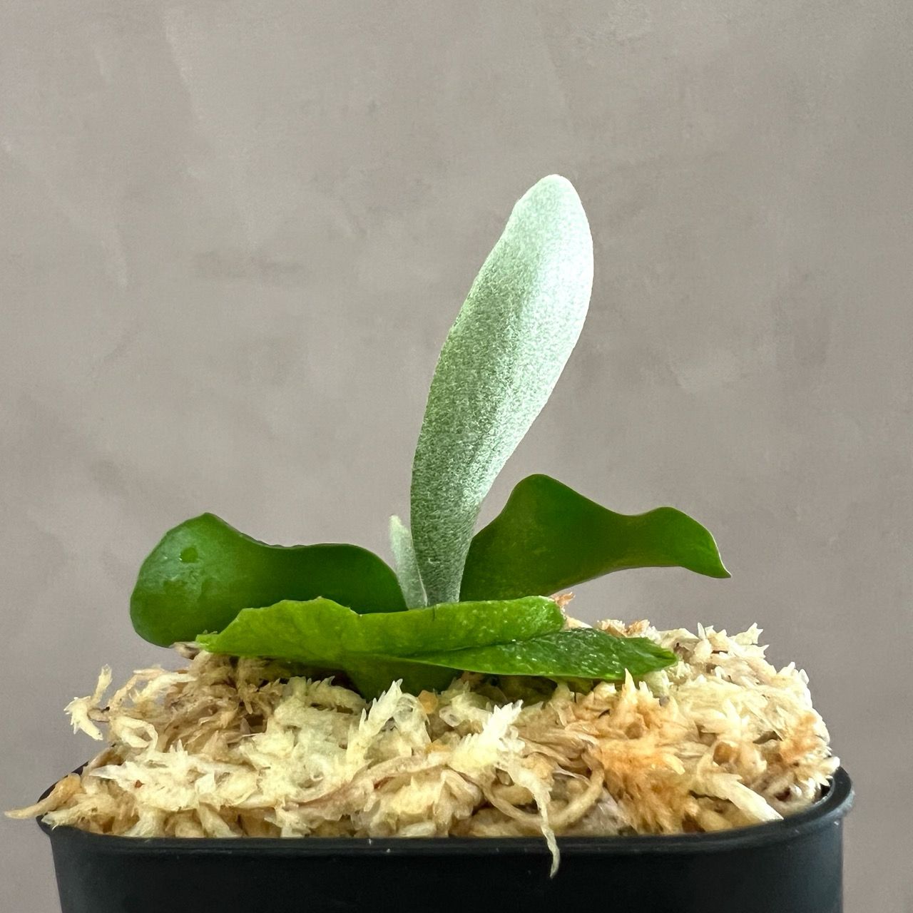 P.ginka sporeling 選抜 ギンカ胞子培養 Willinckii ウィリンキー