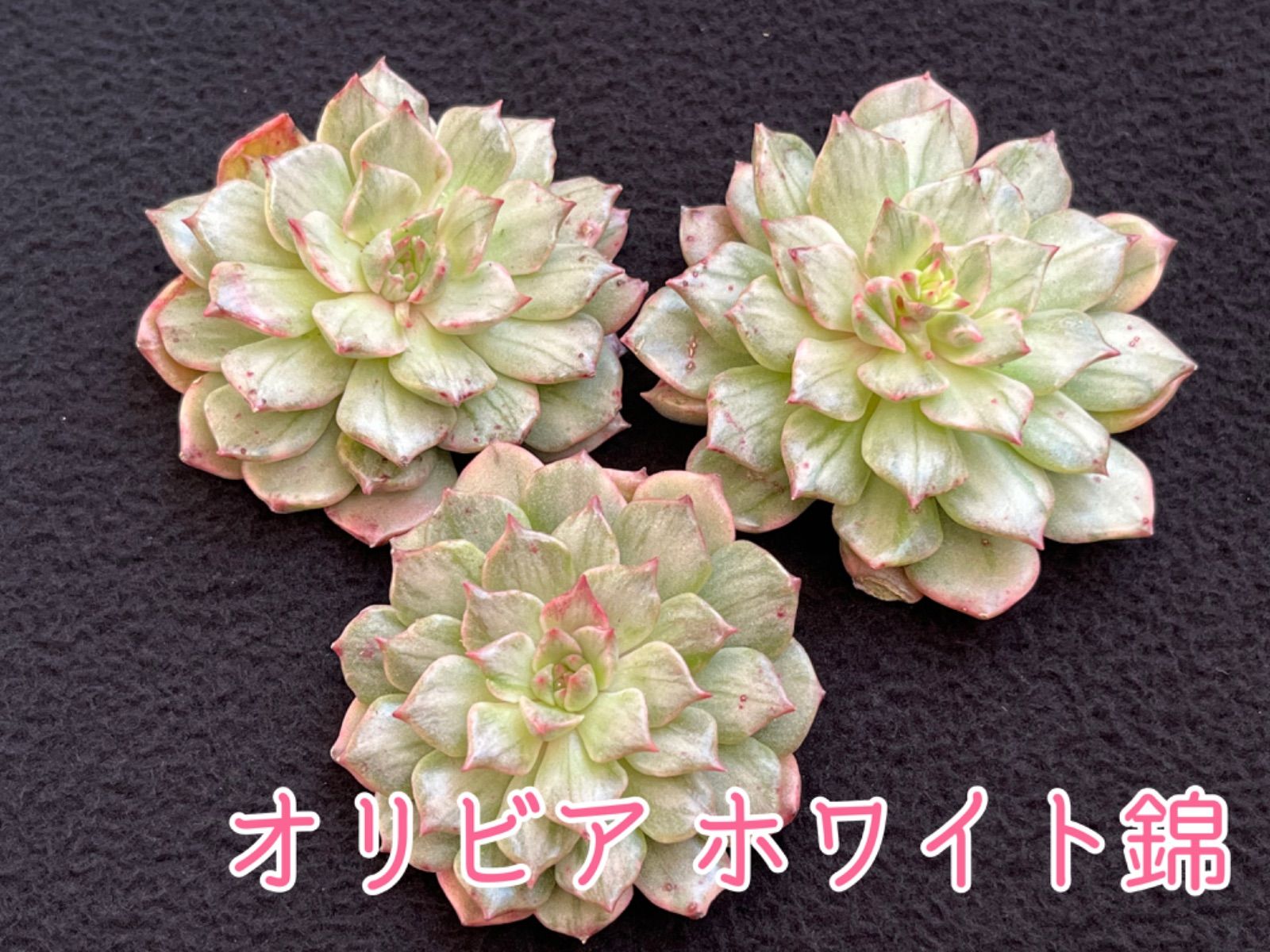 ☆多肉植物 オリビア ホワイト錦 エケベリア 韓国苗☆ - メルカリ
