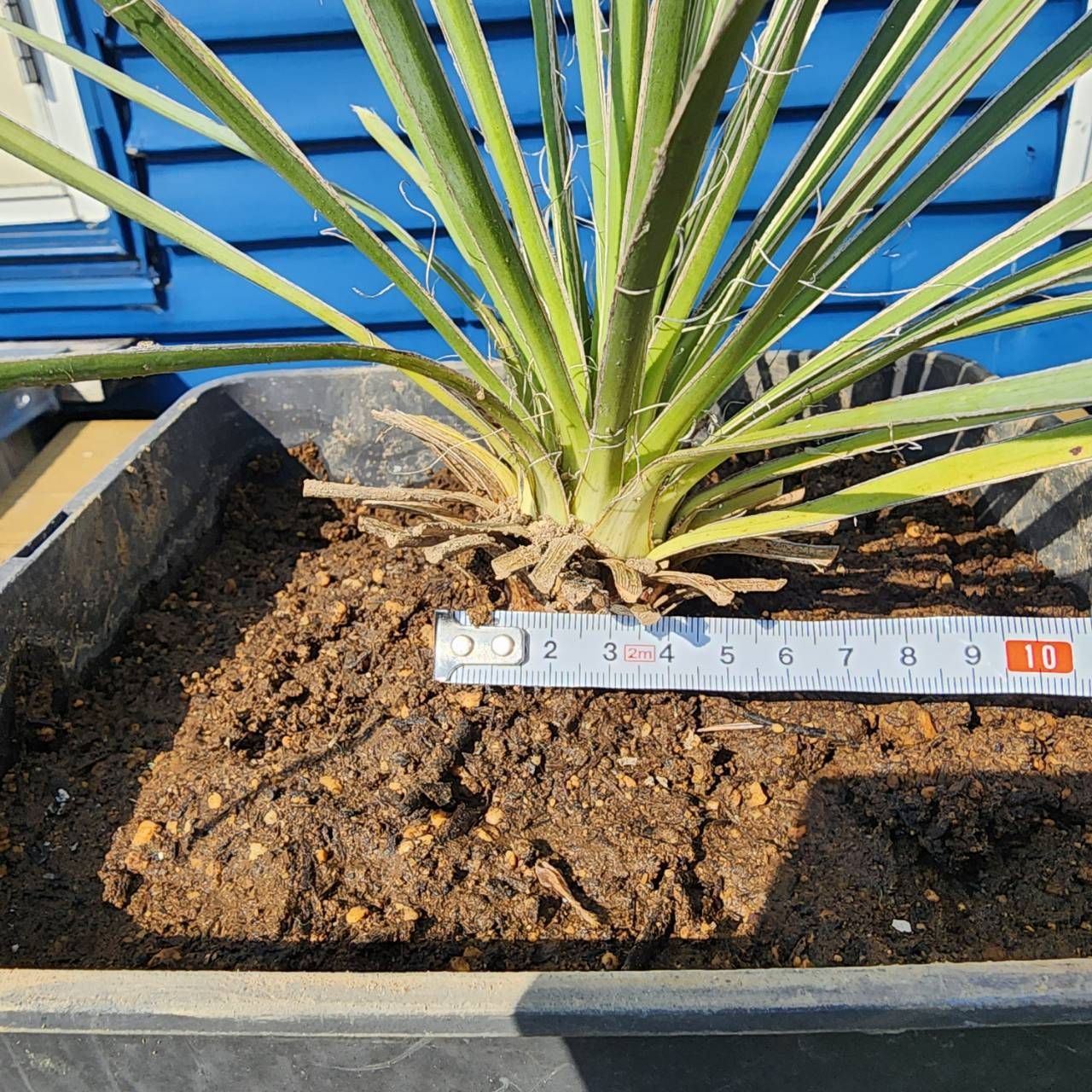 鉢ごと発送】ユッカ グラウカ Yucca glauca 2025.6.29yg1 - メルカリ