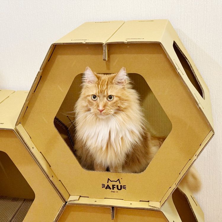 猫用ハウス