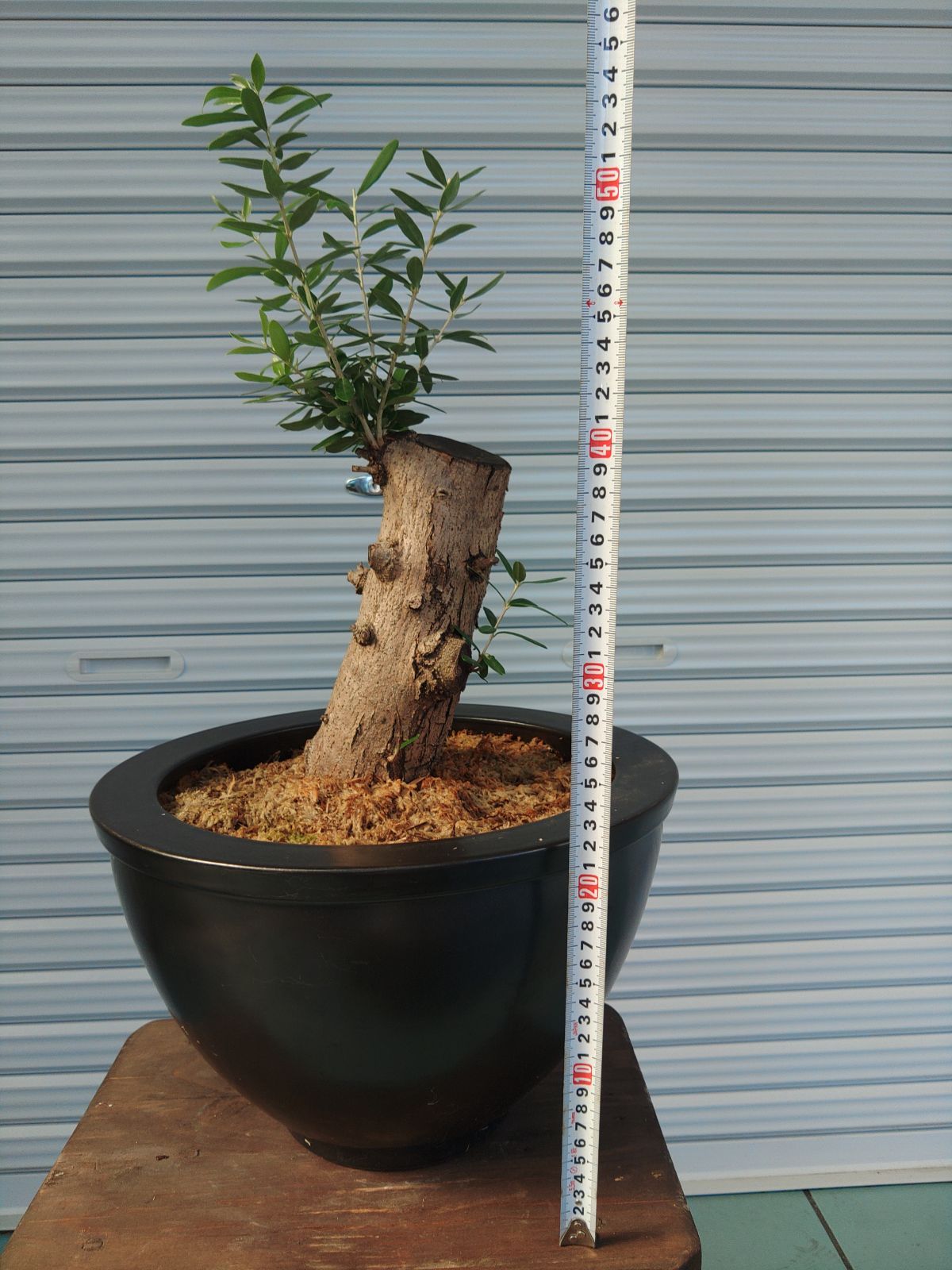 オリーブミッション 古木 盆栽仕立て オリーブ 樹齢 20 年