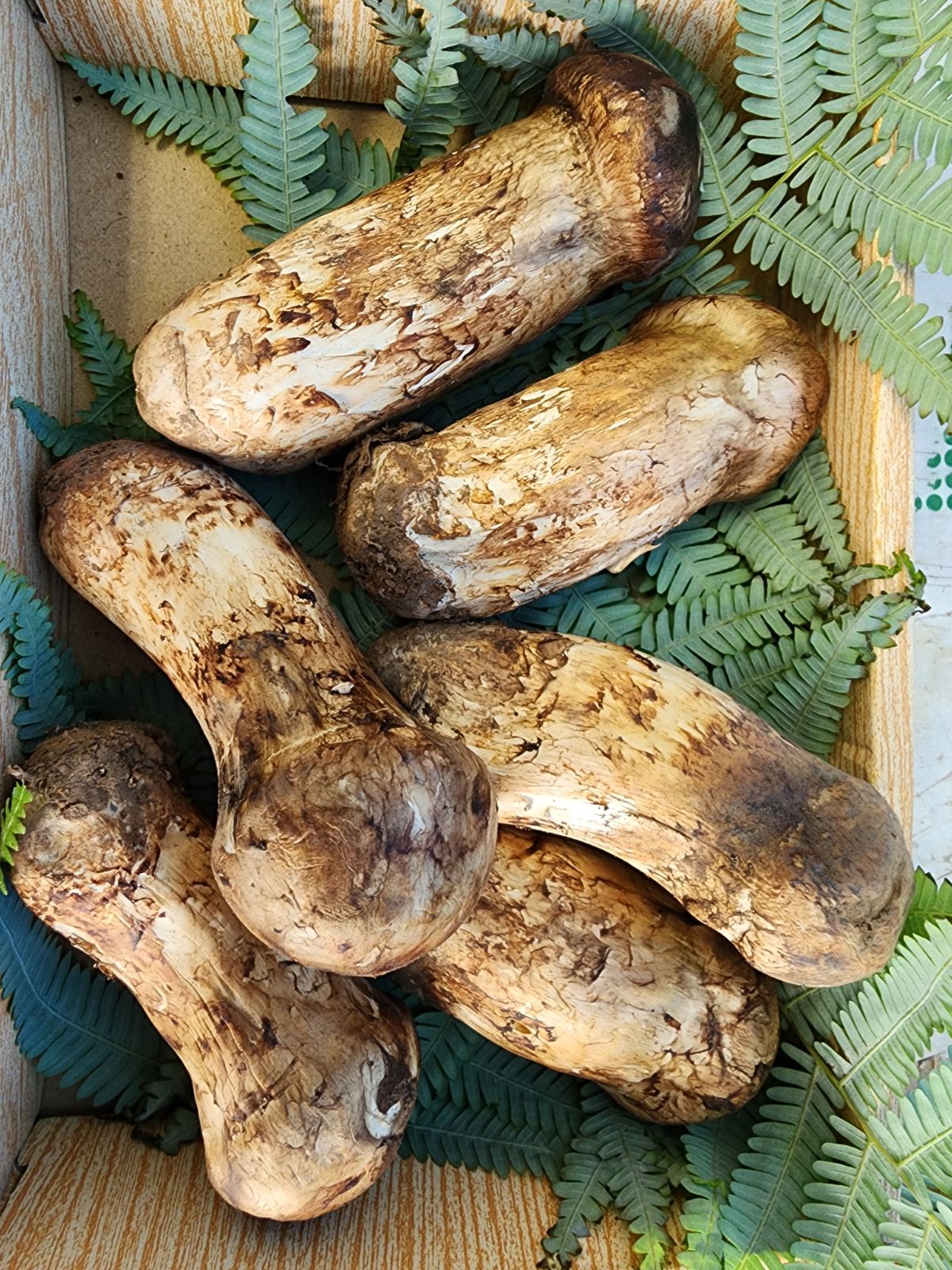 中国産 秀逸品質【天然 つぼみ 中腕 松茸 400~450g】3L~2L 3～7