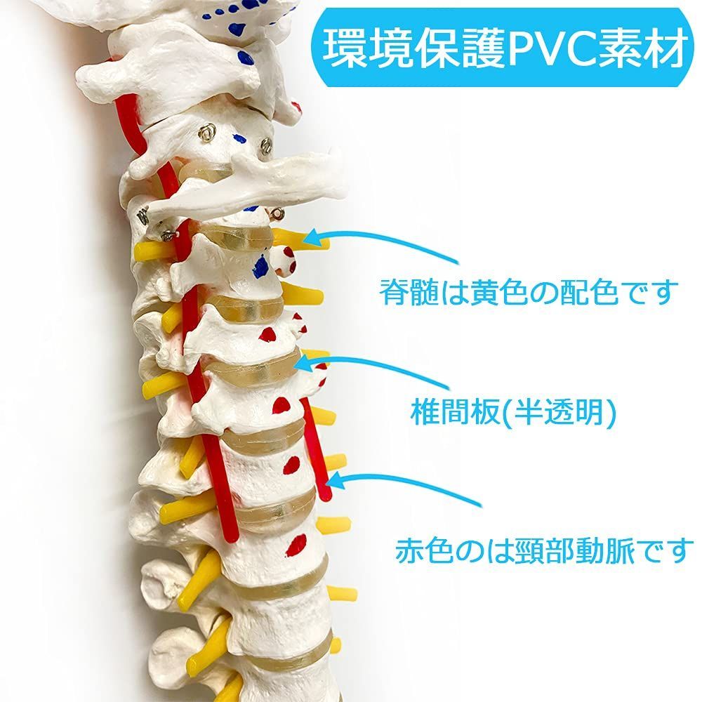 特価セール】医学 教材 股関節 腰椎 背骨 脊髄 脊柱可動型モデル，大腿骨，筋・起始／停止表示付 【90cm - 脊柱模型，筋の起始・停止部を着色  実物大 人体模型 脊椎骨盤模型 スタンド付き】 可動式 模型 脊椎 timiland - メルカリ