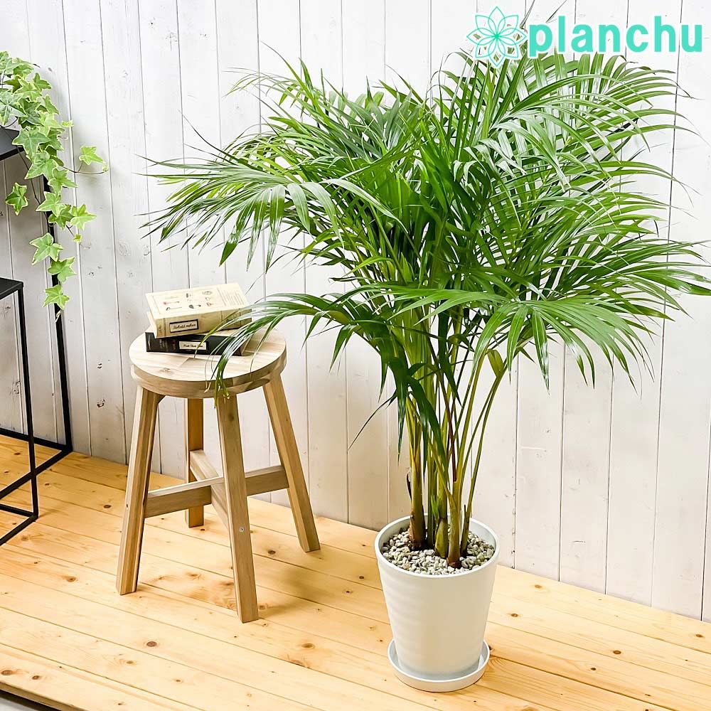 観葉植物 PLANCHU 観葉植物 アレカヤシ 8号鉢 受け皿付き 育て方説明書付き Dypsis lutescens ディプシス ヤシ コガネタケヤシ ヤマドリヤシ