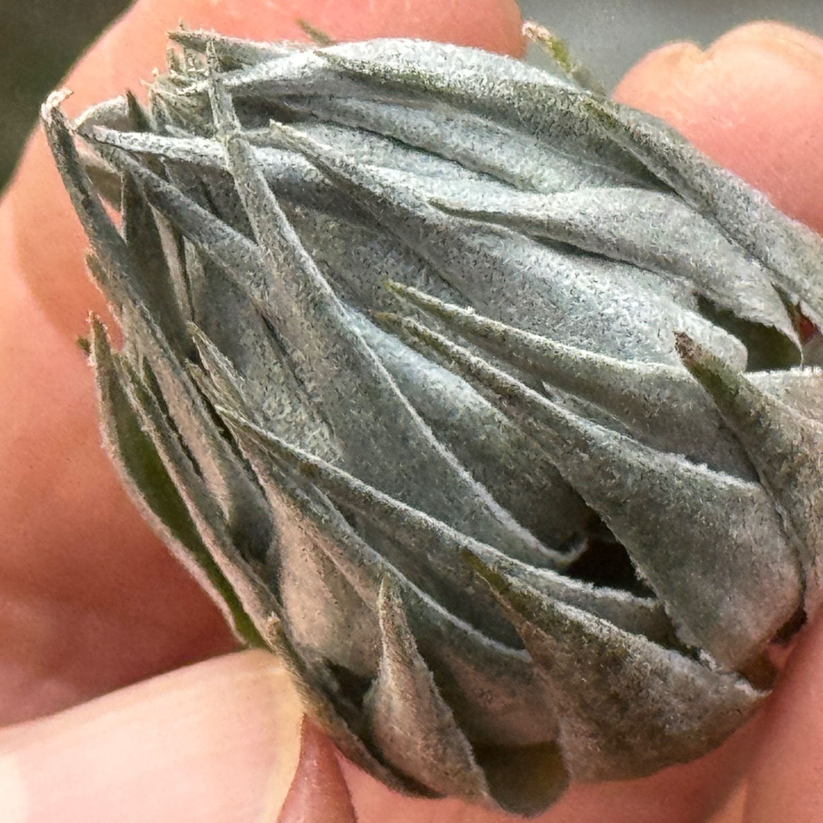 メタリックシルバーな輝き ＊ ふっくらずんぐり 上株＊ チランジア カウツキー Tillandsia kautskyi＊エアプランツ フラワーショップ江口
