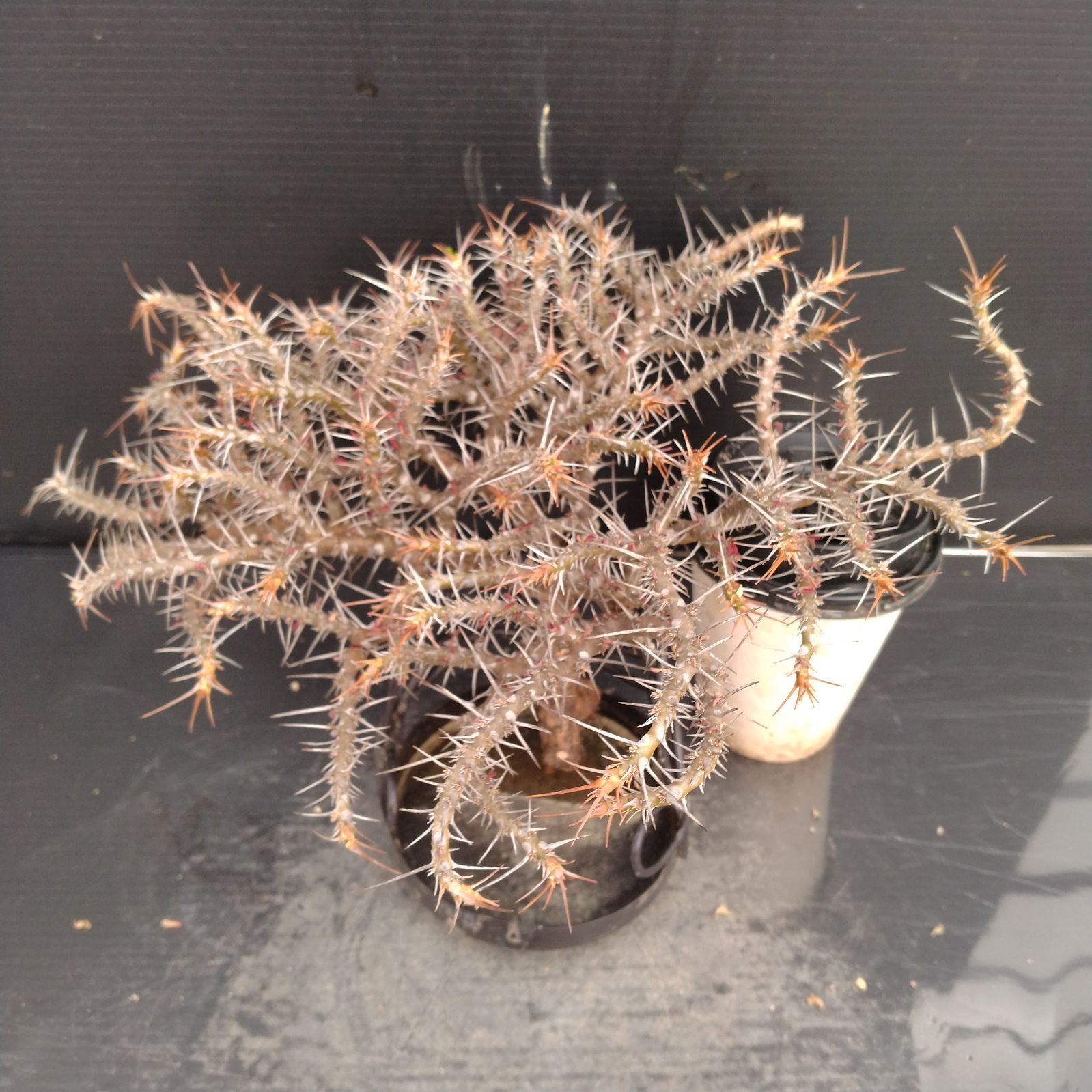 R340【最新到着】Sarcocaulon ガンデボエンシス（現地球・抜き苗