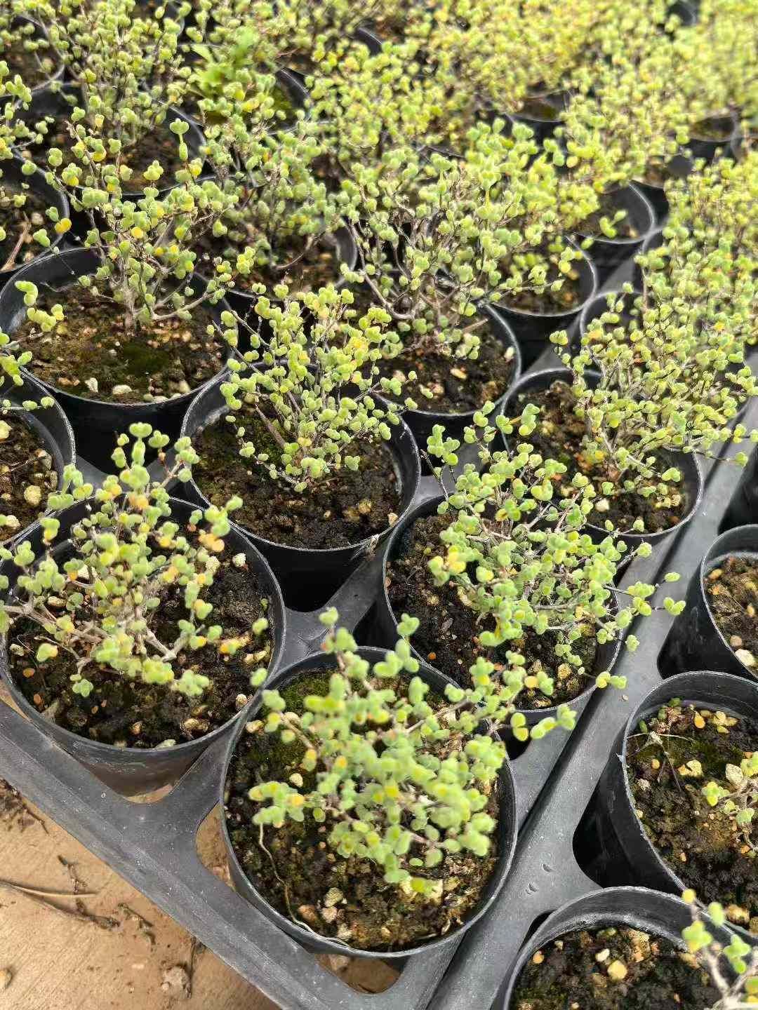 32鉢の土鉢付きセット ドロサンテマム グロボーサム 多肉植物 佐川急便発送 エケベリア 韓国苗 MY742 WWW_GEBZETESISAT_COM_TR