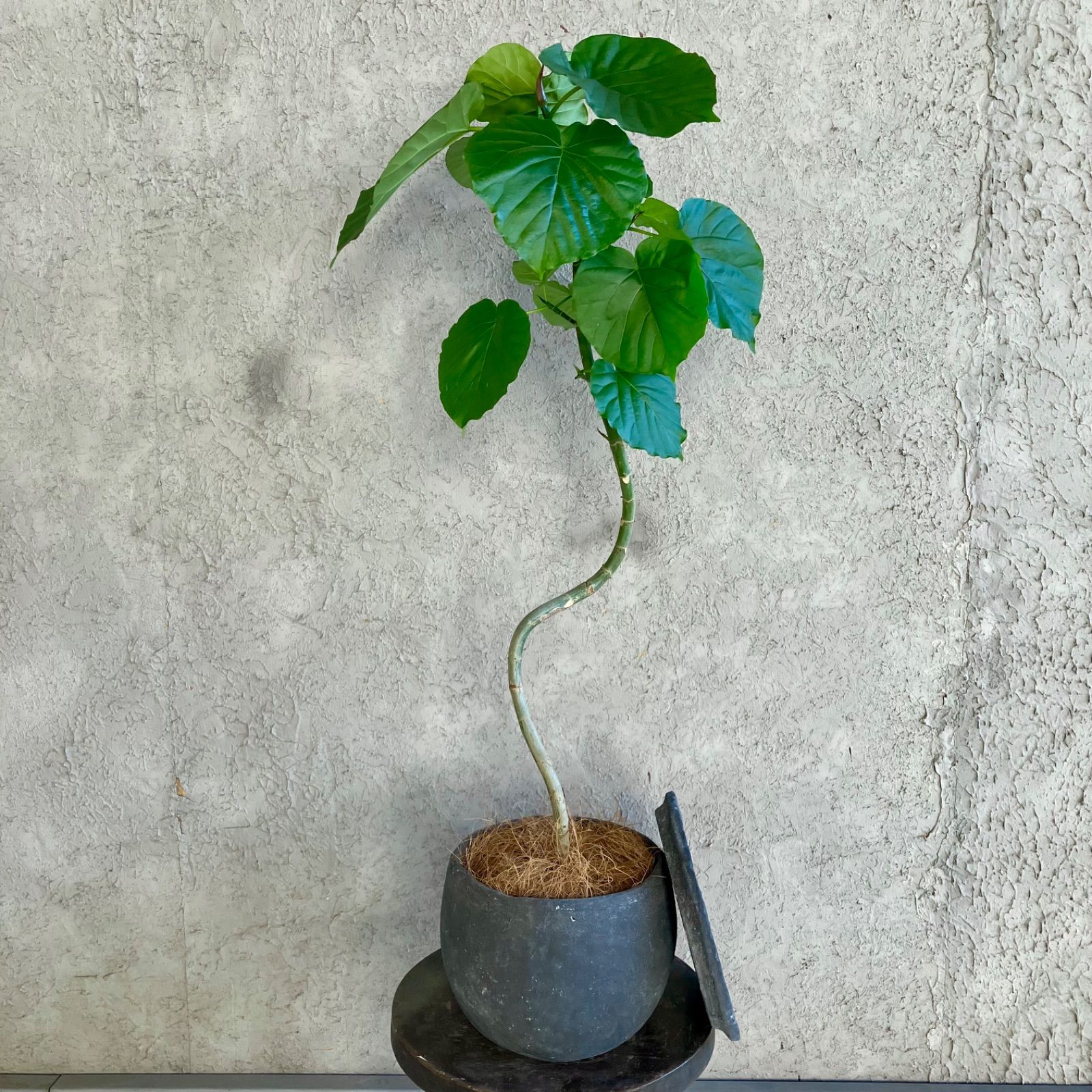 曲がり仕立て 螺旋 フィカス ウンベラータ 7号 テラコッタ鉢植え