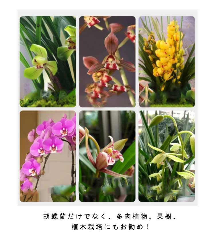 鉢 胡蝶蘭 プラスチック 穴付き 多肉植物 10鉢セット 鉢 屋外 胡蝶
