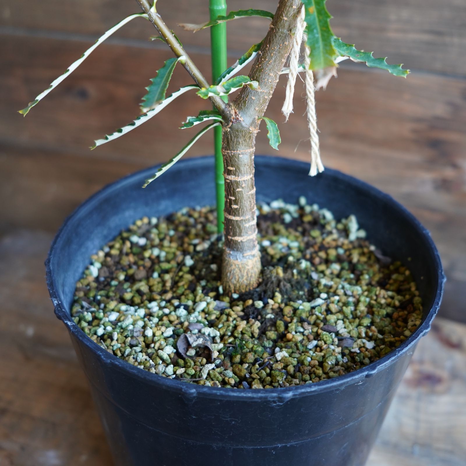 ダシリリオン グラウコフィラム グラウコフィルム 苗 ドライガーデン