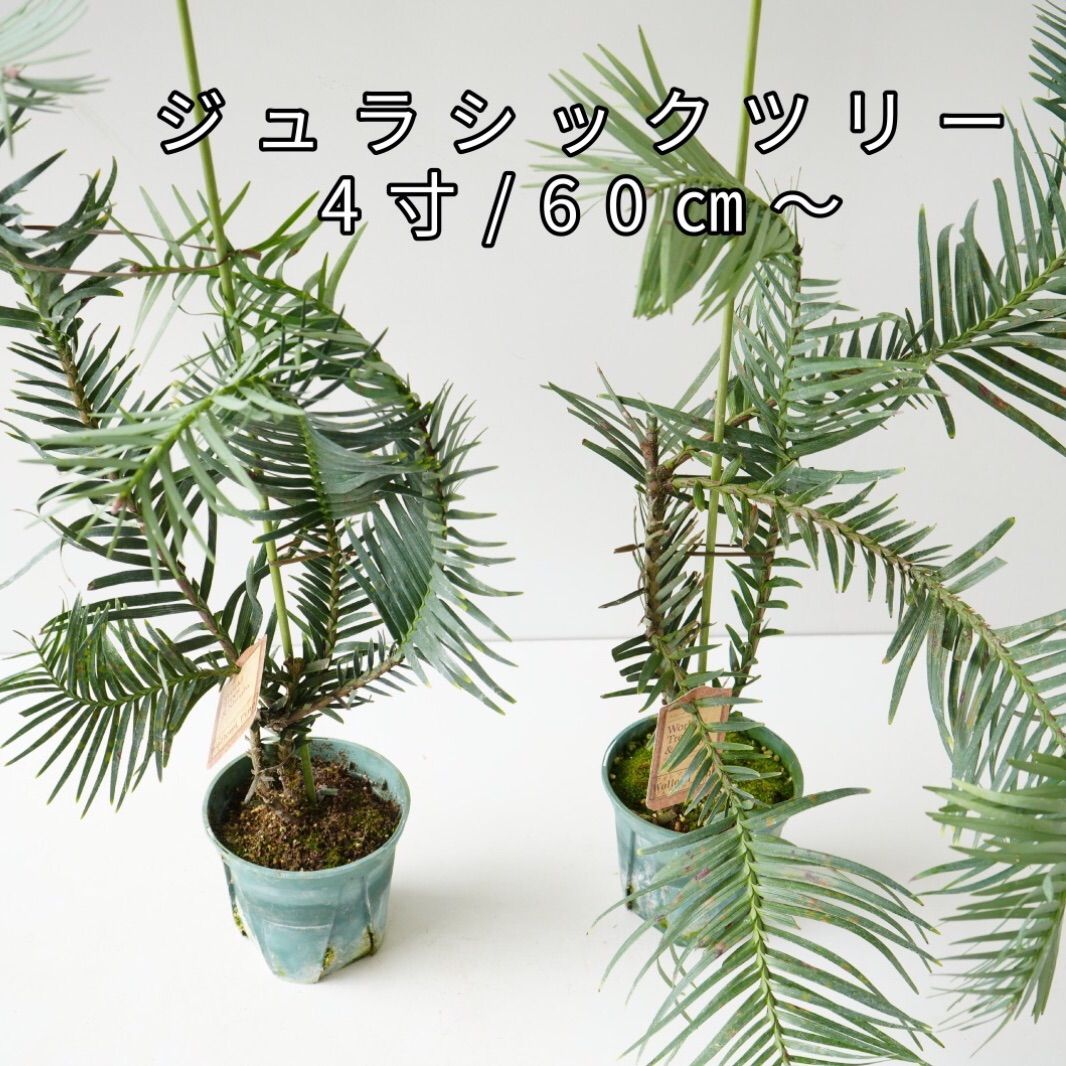 ジュラシックツリー ウォレマイ パイン 最古の種子植物 生きた