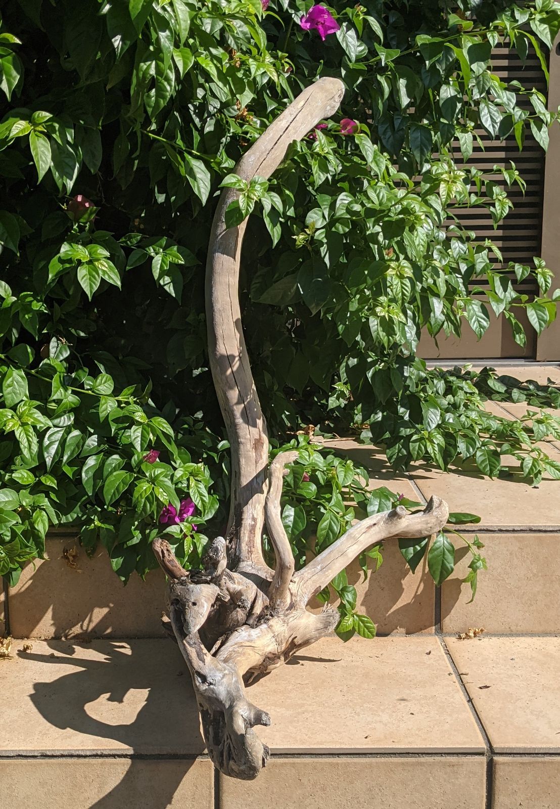 AX18【超大型流木】ロックガーデン向き/爬虫類等レイアウト用品（洗浄済） AX18【超大型流木】ロックガーデン向き/爬虫類等レイアウト用品（洗浄済）