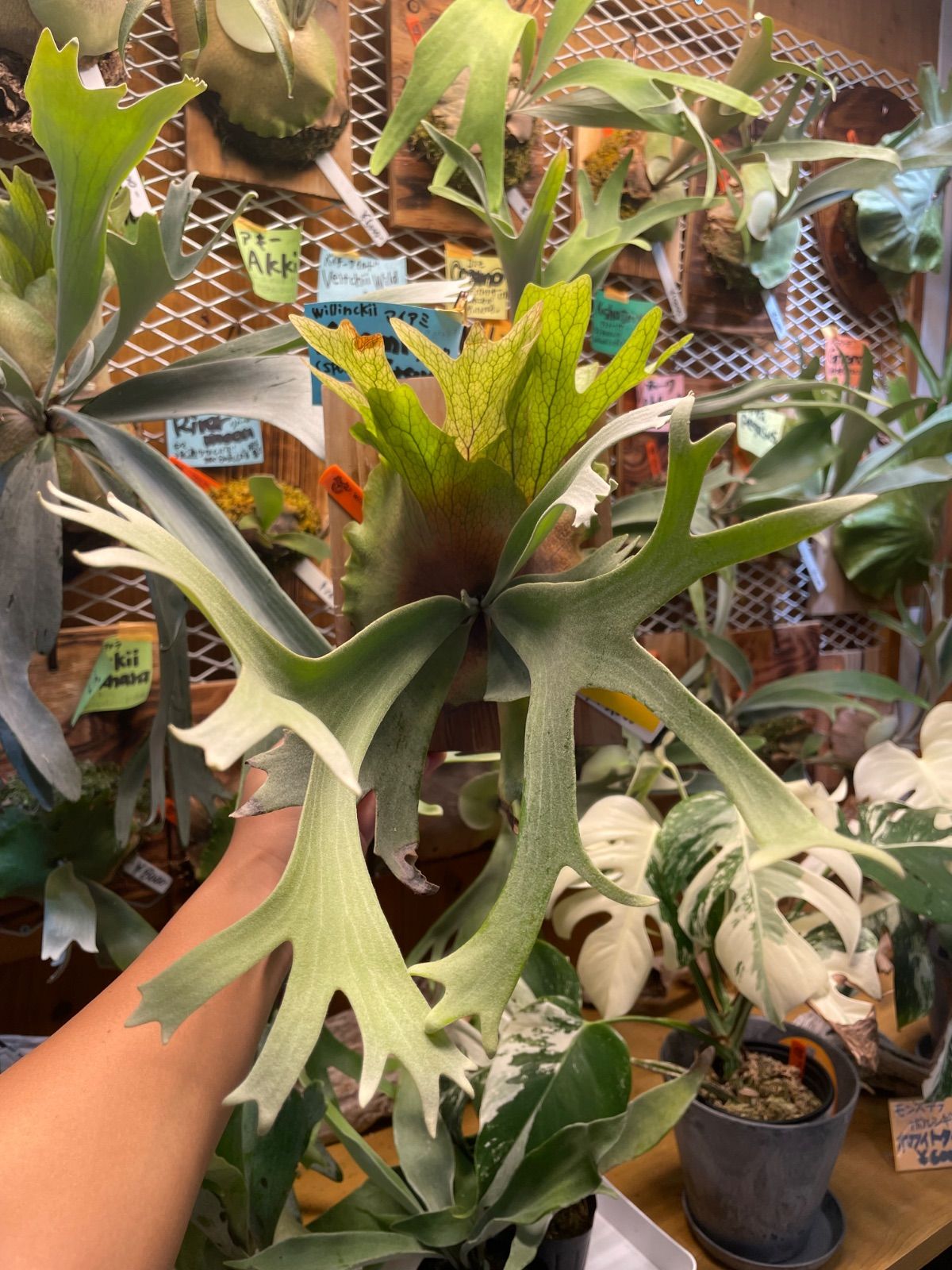 ビカクシダ ウィリンキーマイアミタツタspore P.Willinckii Miami tatsuta spore