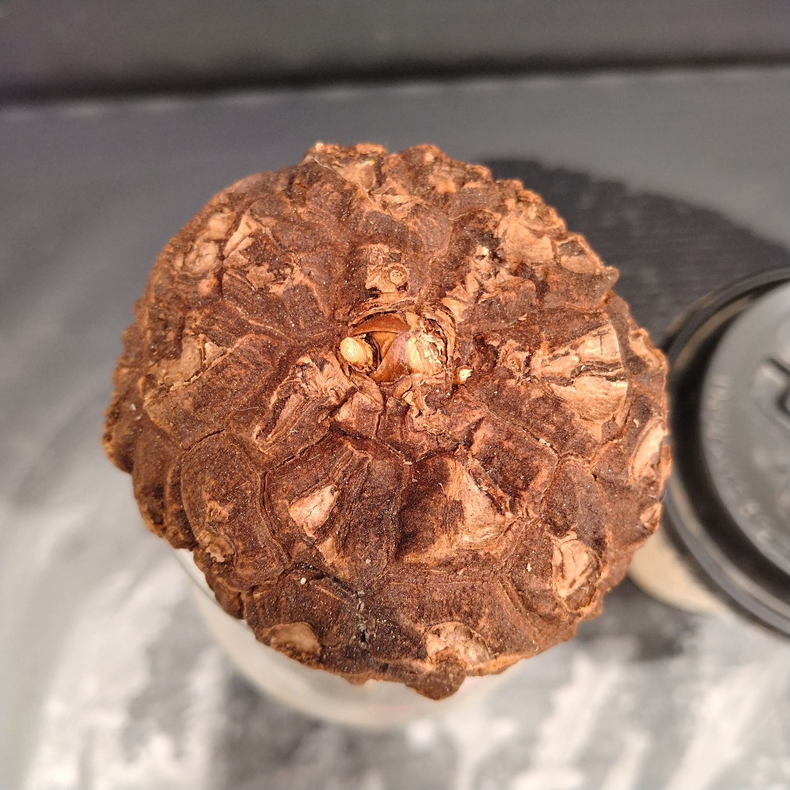 V175【最新到着】Dioscorea Mexicana メキシコ亀甲竜（現地球