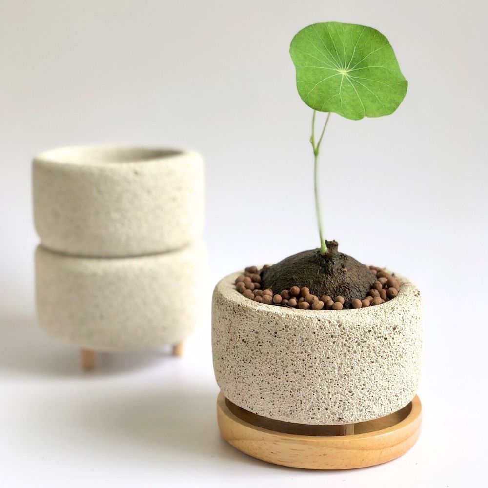 Konect Mサイズ 【植木鉢】塊根植物 Mサイズ〚 植木鉢 + 木製受け皿付き 〛軽い鉢 塊根植物