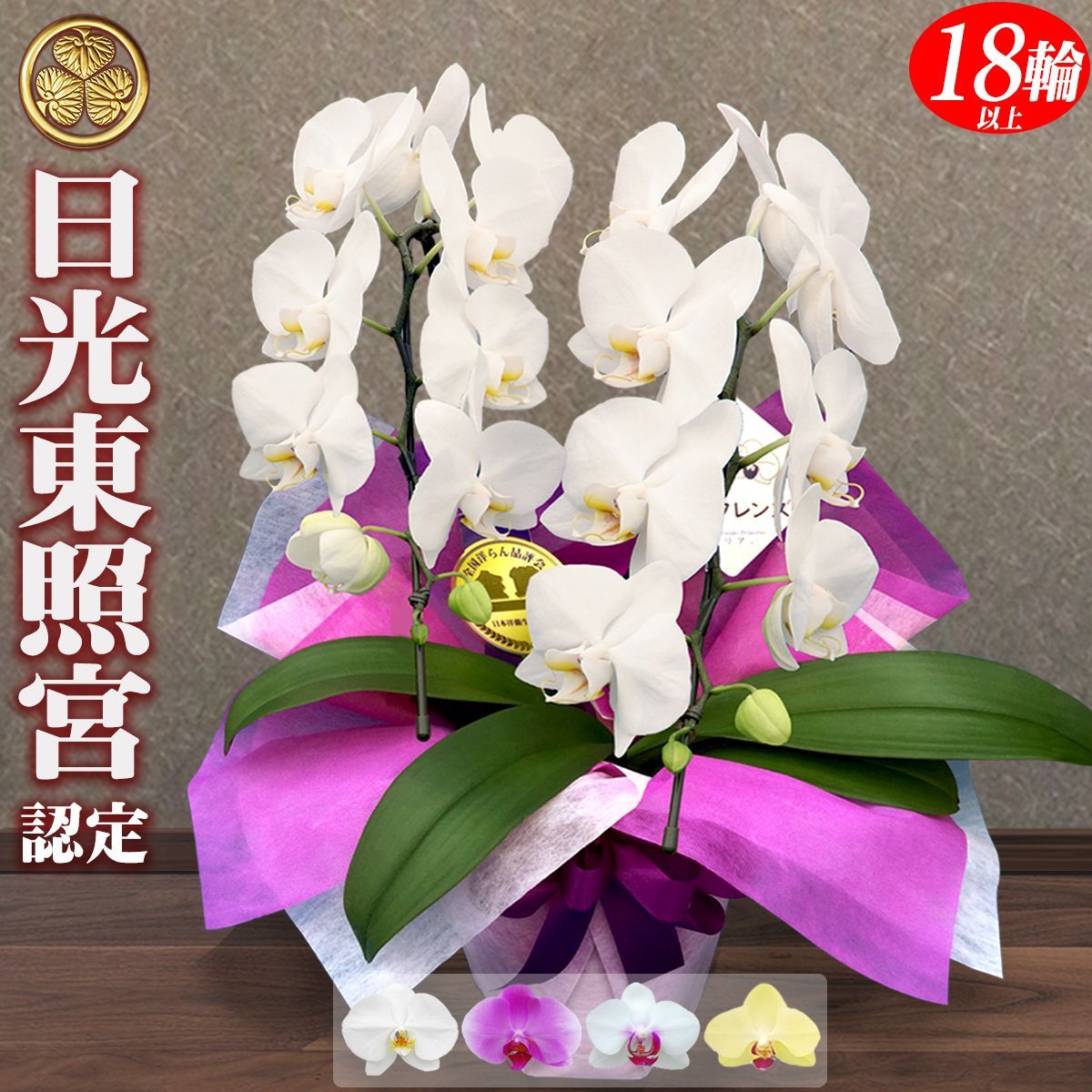 胡蝶蘭 ミディ 2本立ち 18輪以上 白 花 開店祝い お祝い フラワー ギフト