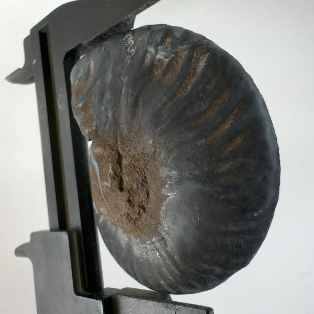 限定出品】マダガスカル産 ブラックアンモナイト化石使用 ペンダント