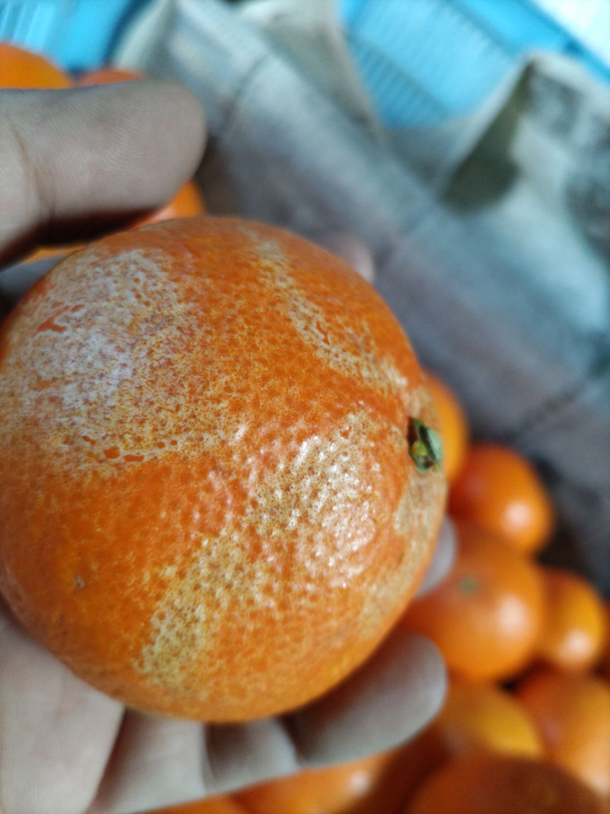 愛媛県産 まどんな