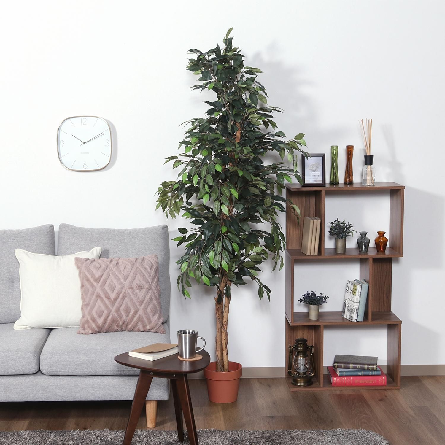 観葉植物 フィカス 1124 A 本物 52662 不二貿易