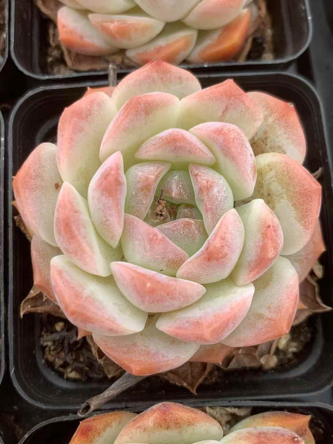 ビカクシダP. 'Flamenco'hillii x coronarium交配種 ビカクシダP