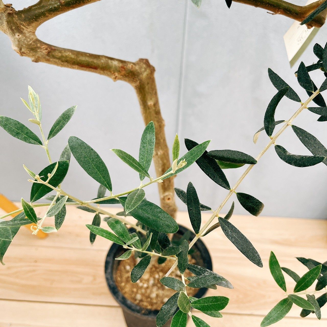 7号 観葉植物