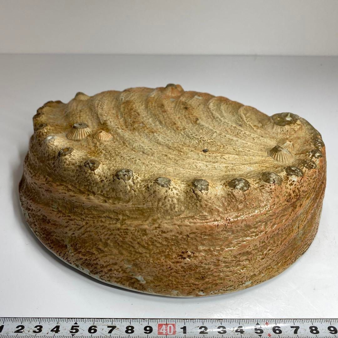 古伊万里　鮑形大皿　横幅約29.8㎝　東Y6-0606① 古伊万里 鮑形大皿 横幅約29.8㎝ 東Y6-0606① 古伊万里 鮑形大皿 横幅