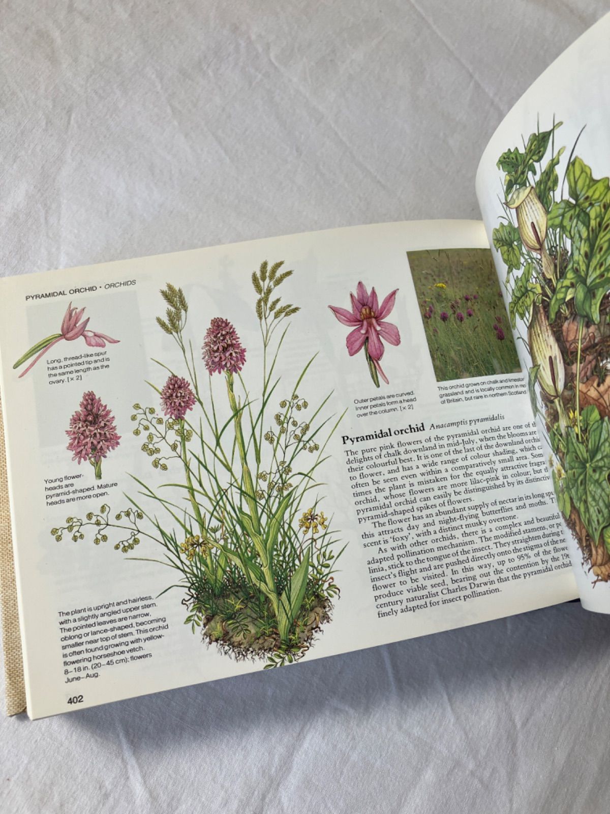 イギリスの野生植物図鑑 Wild Flowers of Britain - メルカリ