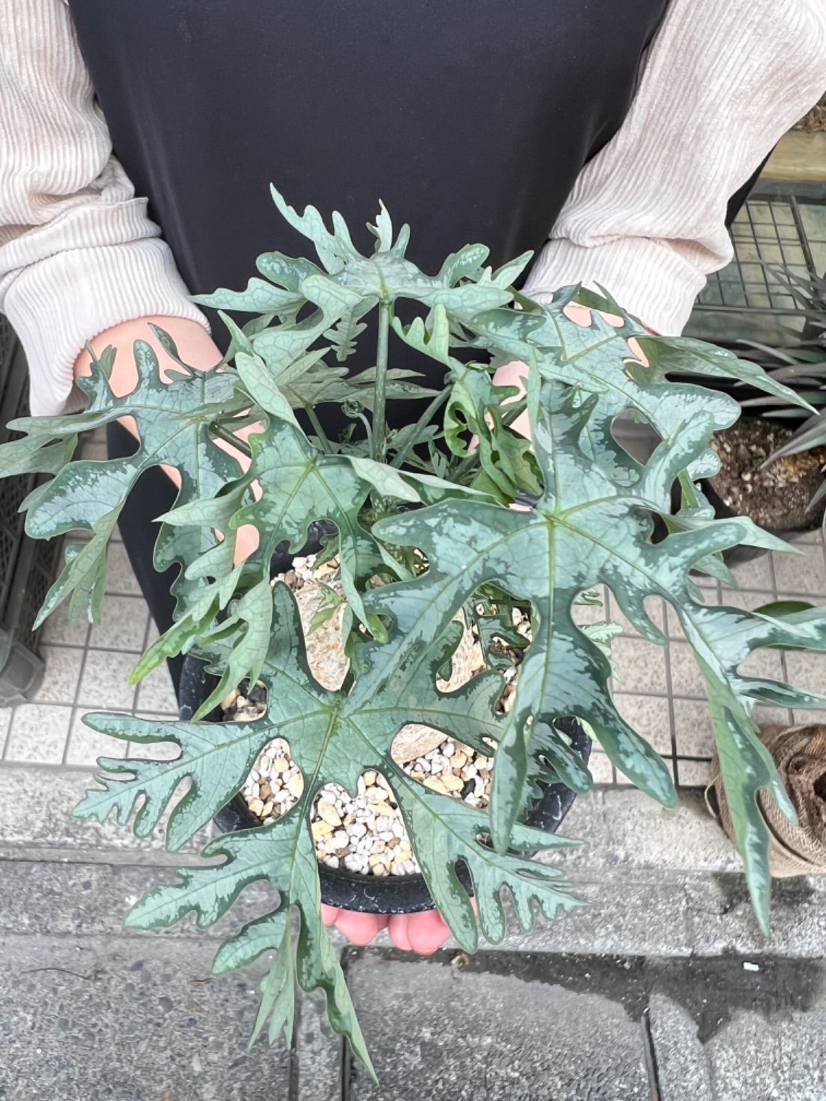 アデニア メタモルファ 旧アデニアペリエリ 現地球 - メルカリ