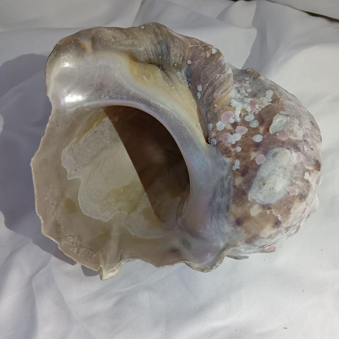 貝殻3セット アンティーク 置物 海 - メルカリ